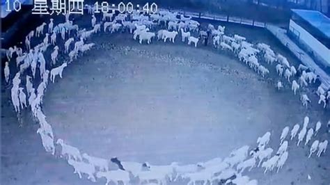 are the sheep in china still walking in circles